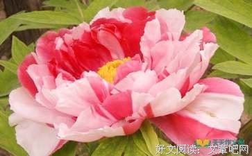 还魂记读后感精选