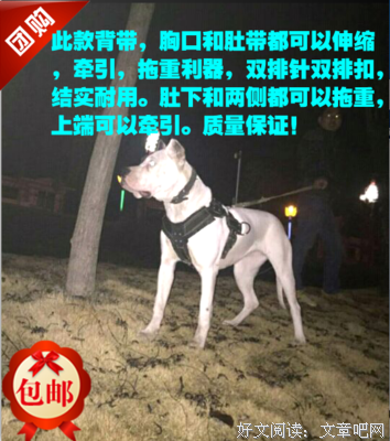 《小狗春天》读后感100字