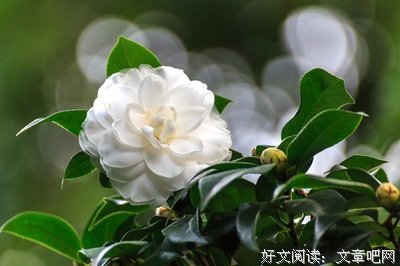 描写百感交集的经典句子