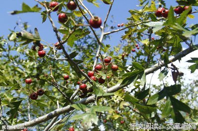 《山里红》经典影评集