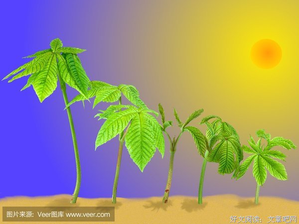 《光男的栗子》经典影评有感