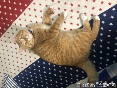 《单身男子》读后感1000字