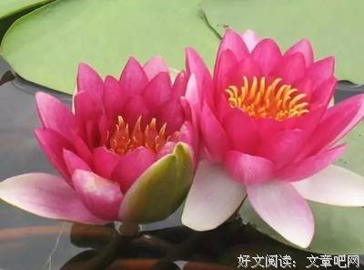 关于我声心才内只思及你♬的优美句子