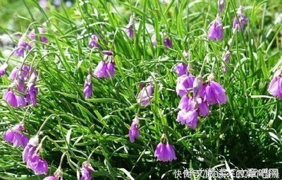 青春是一个都明媚的忧伤的句子
