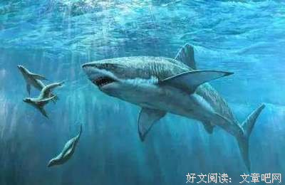 《幸存者：南太平洋 第二十三季》经典观后感1000字
