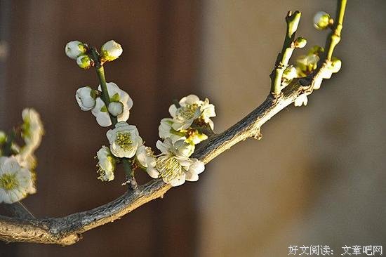 明日立春 