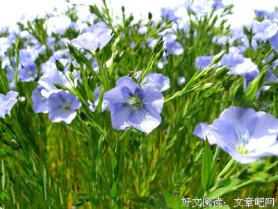 《灰姑娘》观后感摘抄
