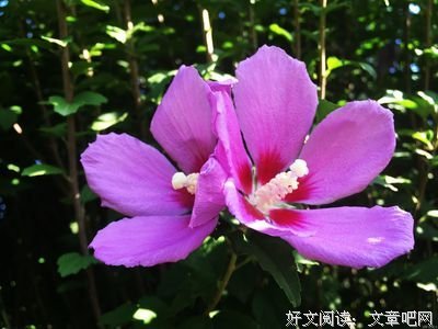 关于【木槿】桃之夭夭的优美句子
