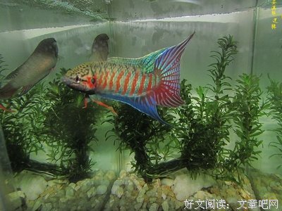 轻狂2读后感精选