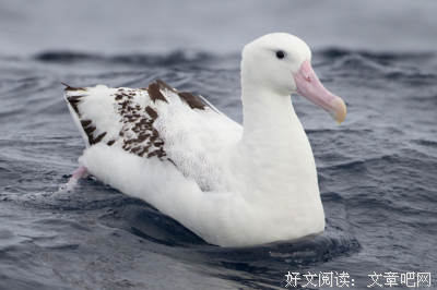 《伴你一生的睡眠指导书》读后感摘抄