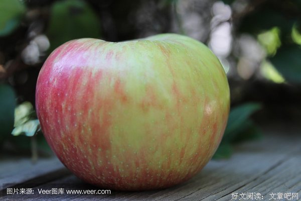 一亿颗苹果树上的多吃家亿颗果子经典的句子