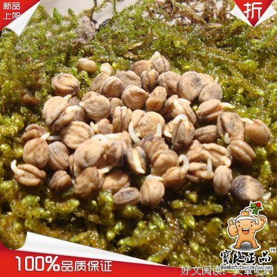 重楼名人名言