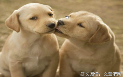 《候鸟》好段摘抄