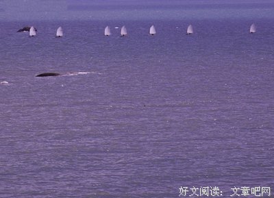 最新的《八荒》好段摘抄