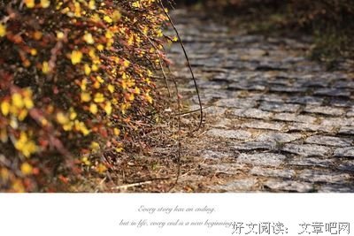 《等一朵花开》读后感摘抄
