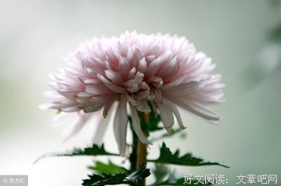 历程好词好句