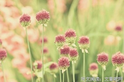 关于谁以微笑，乱了浮生的优美句子