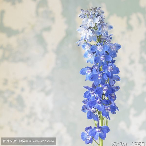 百花齐放的名言_关于百花齐放的名言
