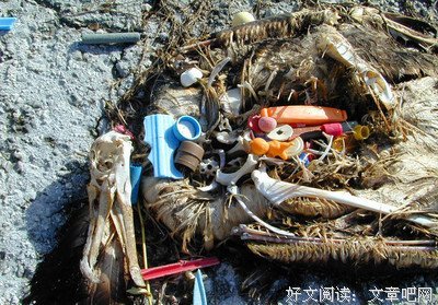 《海鸟的哭泣》读后感摘抄