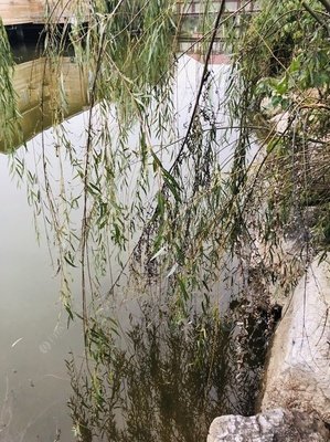 有关浮生过半，心情半佛半着才个仙的句子