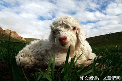 《雪夜来客》读后感100字