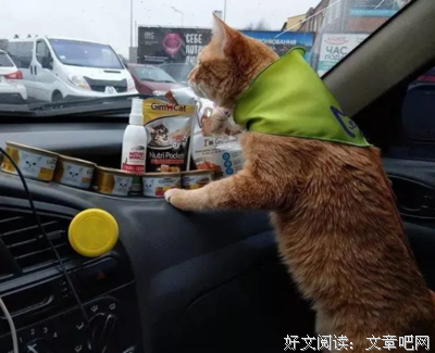 《租赁猫》好看吗？经典观后感锦集