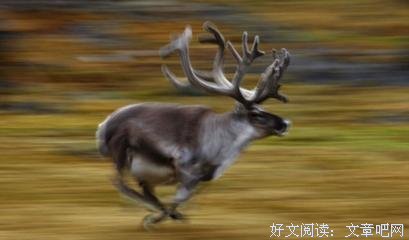 《猎巫》读后感锦集