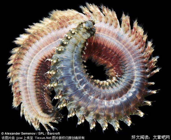 《奇怪的生物图鉴》读后感100字