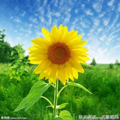 关于下有他要日葵＆再走一再走的句子