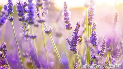 关于念念不忘的优美句子