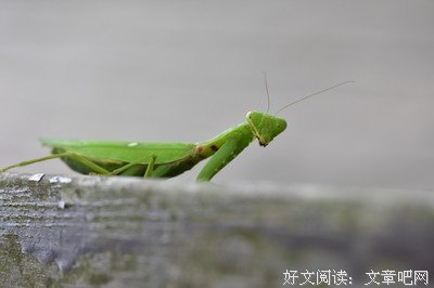 一笑我小醉倾城优美的句子