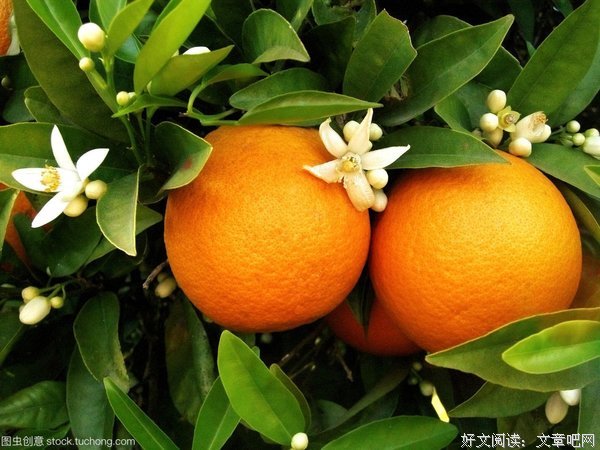 关于橘子。。的句子