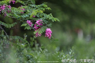 《红槐花》经典影评集