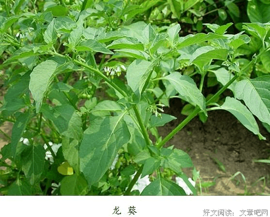 龙葵名言大全