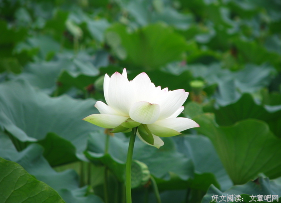 《她说》经典名句