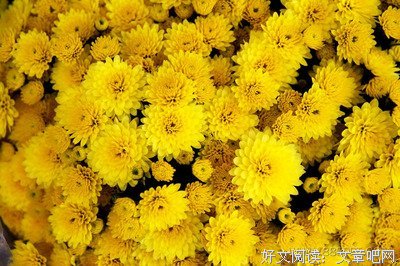 菊花王朝读后感精选