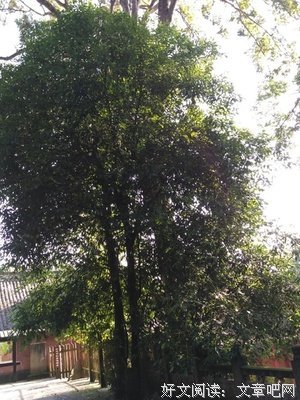 当你学会独处读后感精选