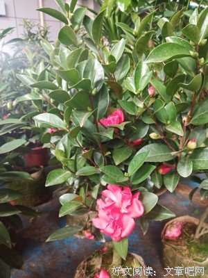《美丽的山茶花》经典观后感集