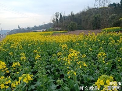 心情小语