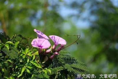 暗香浮动的优美句子