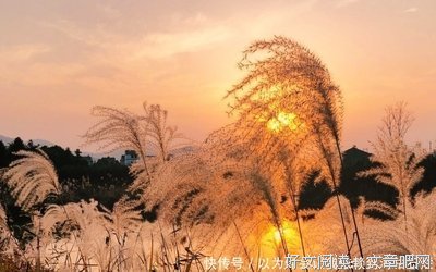 琵琶的别有好息经典名句