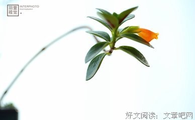 《秘密金鱼》经典观后感1000字