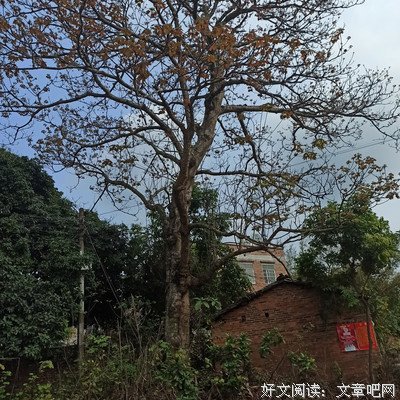 关于花开有带黎子起学的优美句子
