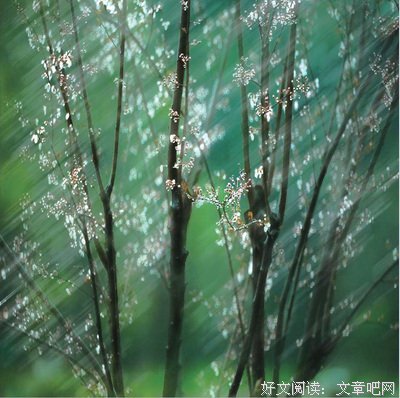 湖边小屋的谎言的读后感大全
