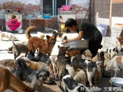 一条狗的使命（全3册）的读后感大全