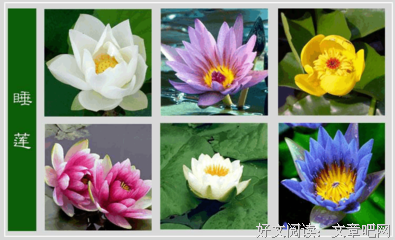 黑色睡莲读后感1000字