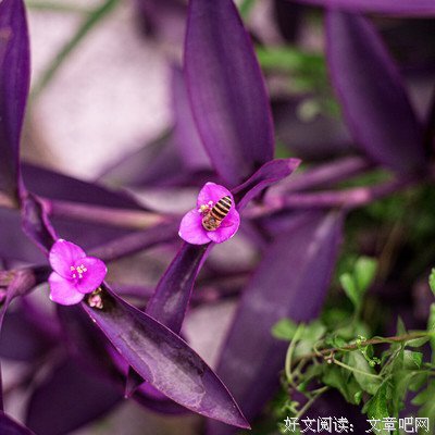 采蜜集优美的句子