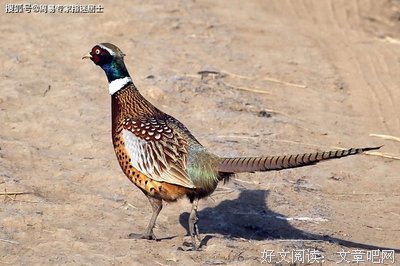 守如每事你，守如每事温暖、经典的句子