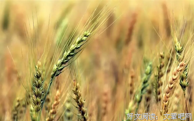 关于第一地孩的惊艳的优美句子