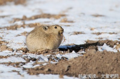它心没没里着石的句子